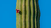 572: 725914-Kaktus-mit-Frucht-im-Oasis-Park.jpg