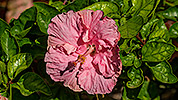 574: 725920-hibiscus-Oasis-Park.jpg