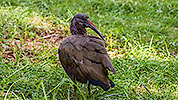 577: 725931-ibis-in-Oasis-Park.jpg