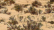 641: 726153-sand-dunes-with-pioneer-plants.jpg