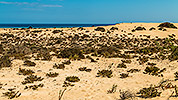 642: 726154-sand-dunes+pioneer-plants-behind-Corralejo-Beach.jpg