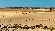 644: 726157-sand-dunes+pioneer-plants-Fuerteventura.jpg