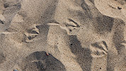 46: 728183-Schritte-im-Sand.jpg
