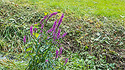 10: 810309-Wildblume-im-Schlossgarten.jpg