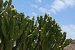 66: 036643-Kaktus.jpg