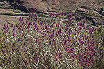 170: 036819-Wildblume-Gran-Canaria.jpg