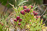 237: 036978-Kaktus-mit-Knospen-und-Fruechten.jpg