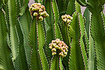 242: 036986-Kaktus-Palmitos-Park-Gran-Canaria.jpg