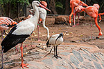 261: 037021-Storch-Ibis-Flamingos-Palmitos-Park.jpg