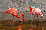 264: 037024-Flamingos-Palmitos-Park.jpg