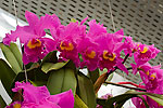11: 031146-Orchideen-Eingang-Schmetterlingshaus.jpg