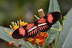 38: 03f0138-Schmetterling-schwarz-rot-weiss-von-Faye.jpg