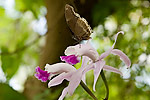 39: 03f0139-Schmetterling-auf-Orchidee-von-Faye.jpg