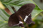 46: 03f0152-Schmetterling-schwarz-weiss-von-Faye.jpg