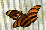 50: 03f0160-Schmetterling-orange-schwarz-von-Faye.jpg