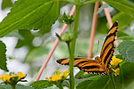 51: 03f0161-Schmetterling-scharz-orange-von-Faye.jpg