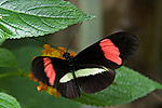 52: 03f0164-Schmetterling-schwarz-rot-weiss-von-Faye.jpg