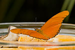 53: 03f0167-Schmetterling-orange.jpg