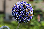 122: 712105-blaue-Blume-mit-Bienen.jpg