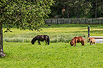 193: 712257-Ponys-schwarz-braun-Fohlen.jpg