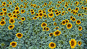 830: 713503-Sonnenblumen.jpg