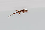 1406: 714449-gecko.jpg