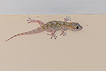 1407: 714451-gecko.jpg