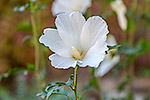 1413: 714474-white-hibiscus.jpg