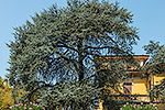 1428: 714512-cypress-tree.jpg