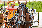 1499: 714660-Pisa-horse-drawn-carriage.jpg