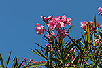 1501: 714678-Pisa-pink-flowers.jpg