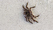 8: 912637-brown-crab.jpg