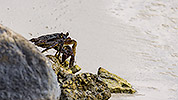 9: 912685-crab-on-stones-at-beach.jpg