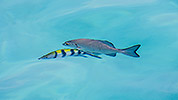 13: 912806-blueish-fish-cebra-fish.jpg