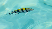 14: 912814-fish-yellow-black-stripes.jpg