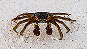 26: 913476-scary-crab.jpg