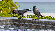 59: 912451-house-crows-at-the-swimming-pool.jpg