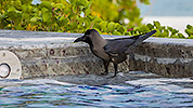 60: 912452-house-crows-at-the-swimming-pool.jpg