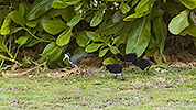 131: 913533-white-breasted-waterhen-with-3-chicks.jpg