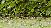 132: 913535-white-breasted-waterhen-with-2-chicks.jpg