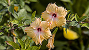 188: 914084-yellow-hibiscus.jpg