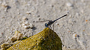 199: 914142-dragonfly-blue-black.jpg