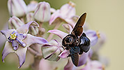207: 914199-black-carpenter-bee-on-flower.jpg
