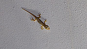 231: 914943-gecko-at-Marina-island.jpg