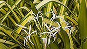 238: 914967-white-lily.jpg