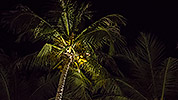 254: 915206-palms-at-night.jpg
