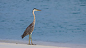 11: 912613-grey-heron-stands-relaxed-at-waterline.jpg