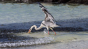 29: 912874-grey-heron-hunting-in-shoal.jpg