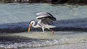 30: 912876-grey-heron-has-caught-a-fish-in-shoal.jpg