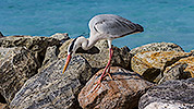 38: 912958-grey-heron-searches-nesting-material.jpg